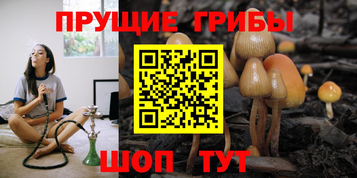 Галлюциногенные грибы Psilocybe Черняховск